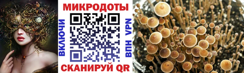 Псилоцибиновые грибы Psilocybe  Мантурово 